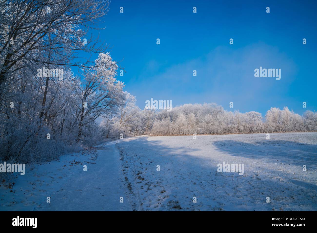 Allemagne, neige blanche couvert de forêt d'arbres paysage nature paysage magique tôt le matin randonnée en silence à travers la neige blanche merveille d'hiver avec Banque D'Images