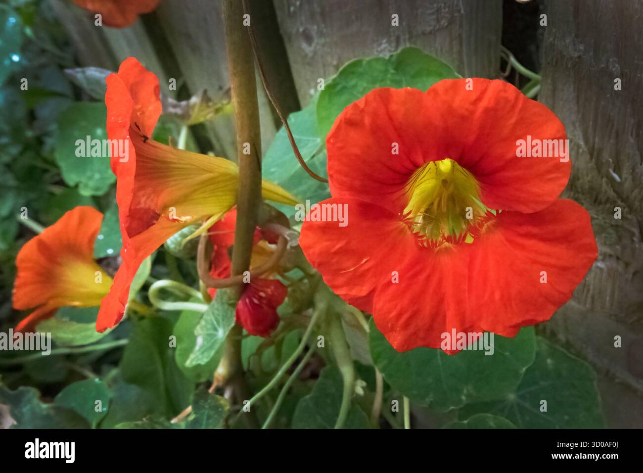 Jardin Nasturtium plante grimpante à croissance rapide Banque D'Images