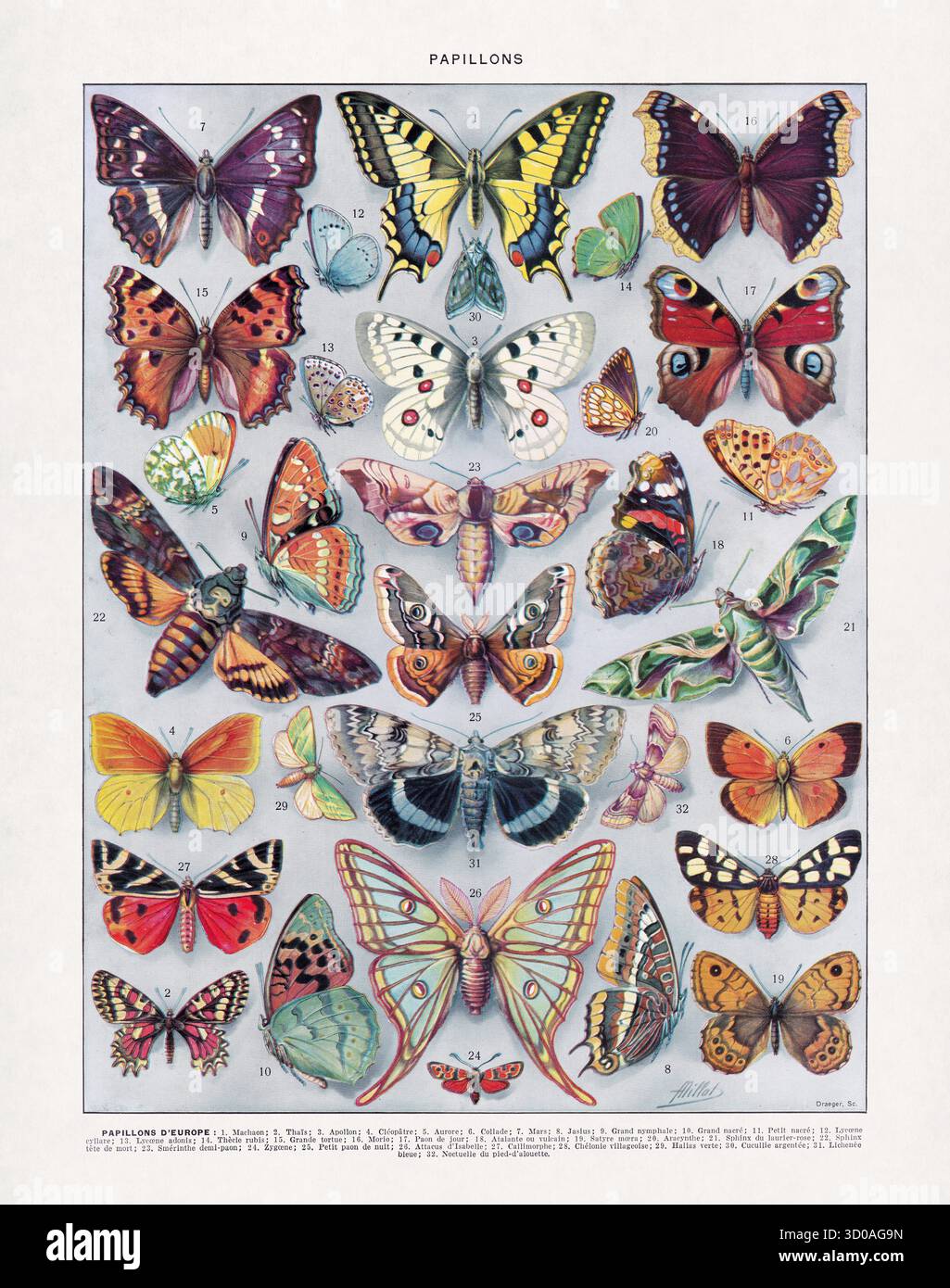 Illustration en demi-teinte sur la lépidoptérologie (l'étude des papillons) par Adolphe Philippe Millot imprimée dans un ancien dictionnaire français. Banque D'Images
