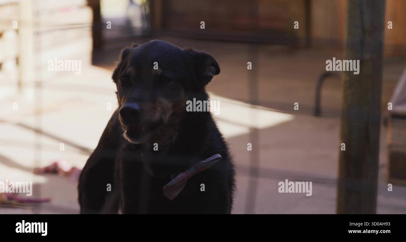 Chien noir-brun portant un collier de noeud papillon debout derrière une clôture en fil de fer dans la cour ensoleillée, avec des jouets dispersés Banque D'Images