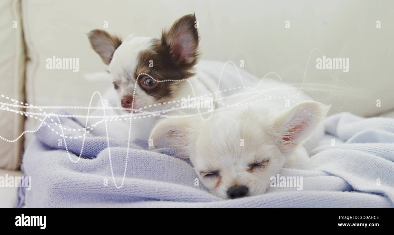 Chien à poil long se reposant sur une couverture lavande au-dessus du coussin du canapé du salon Banque D'Images