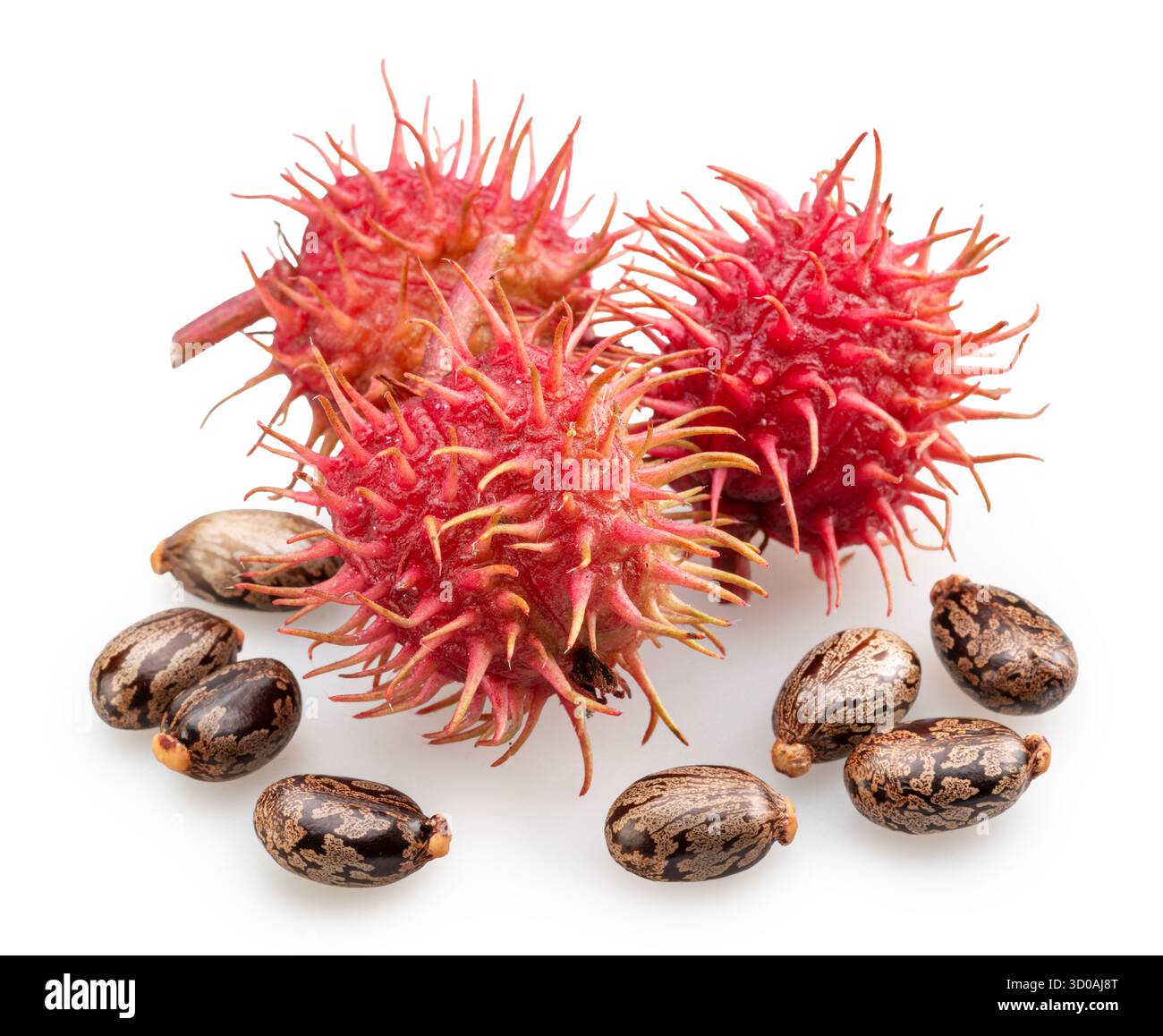 Fleurs femelles ou capsules épineuses rouges de plante d'huile de ricin sur fond blanc. Le fichier contient des chemins de détourage. Banque D'Images