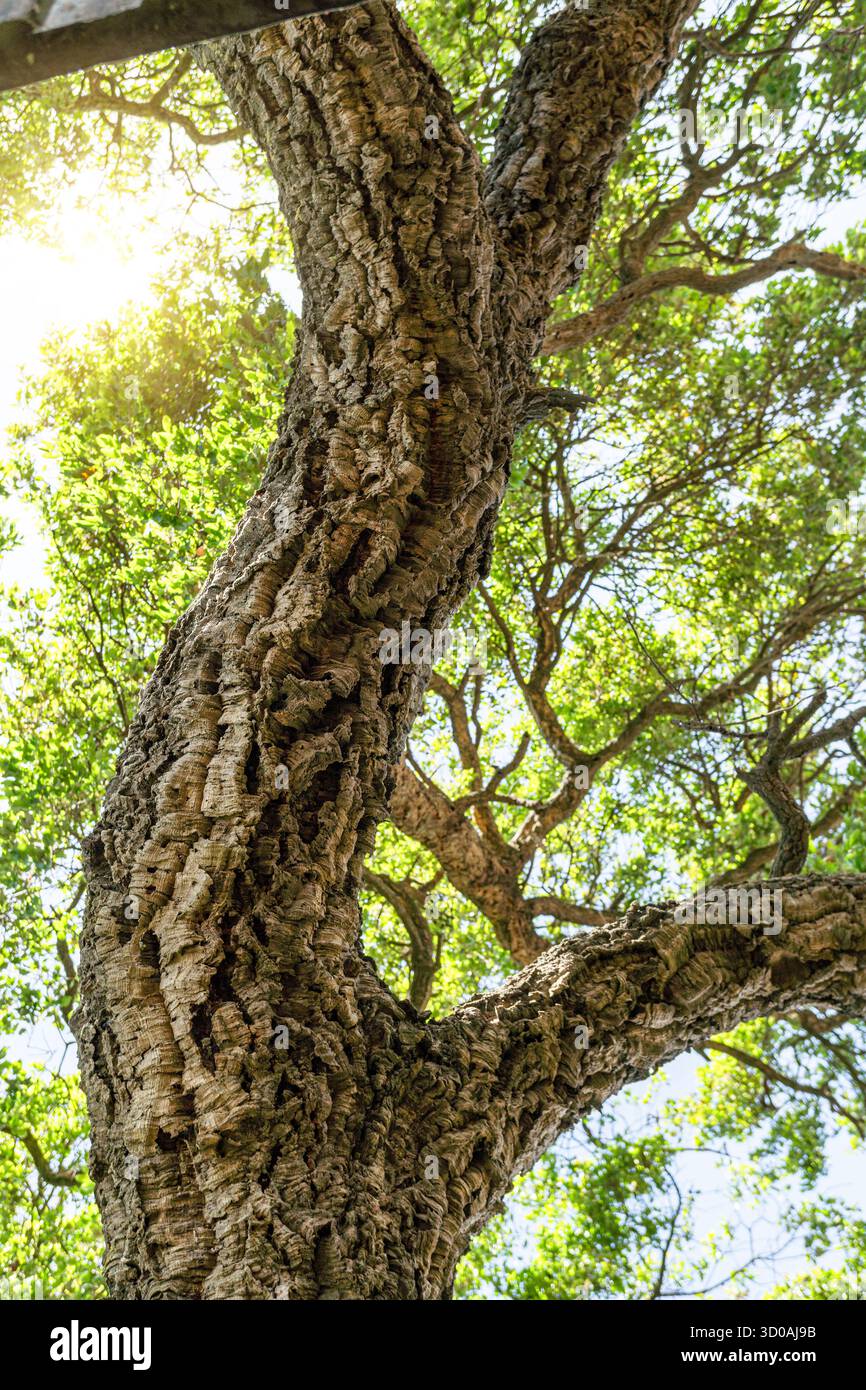 Troncs de chêne recouverts d'une vieille écorce gros plan. Banque D'Images