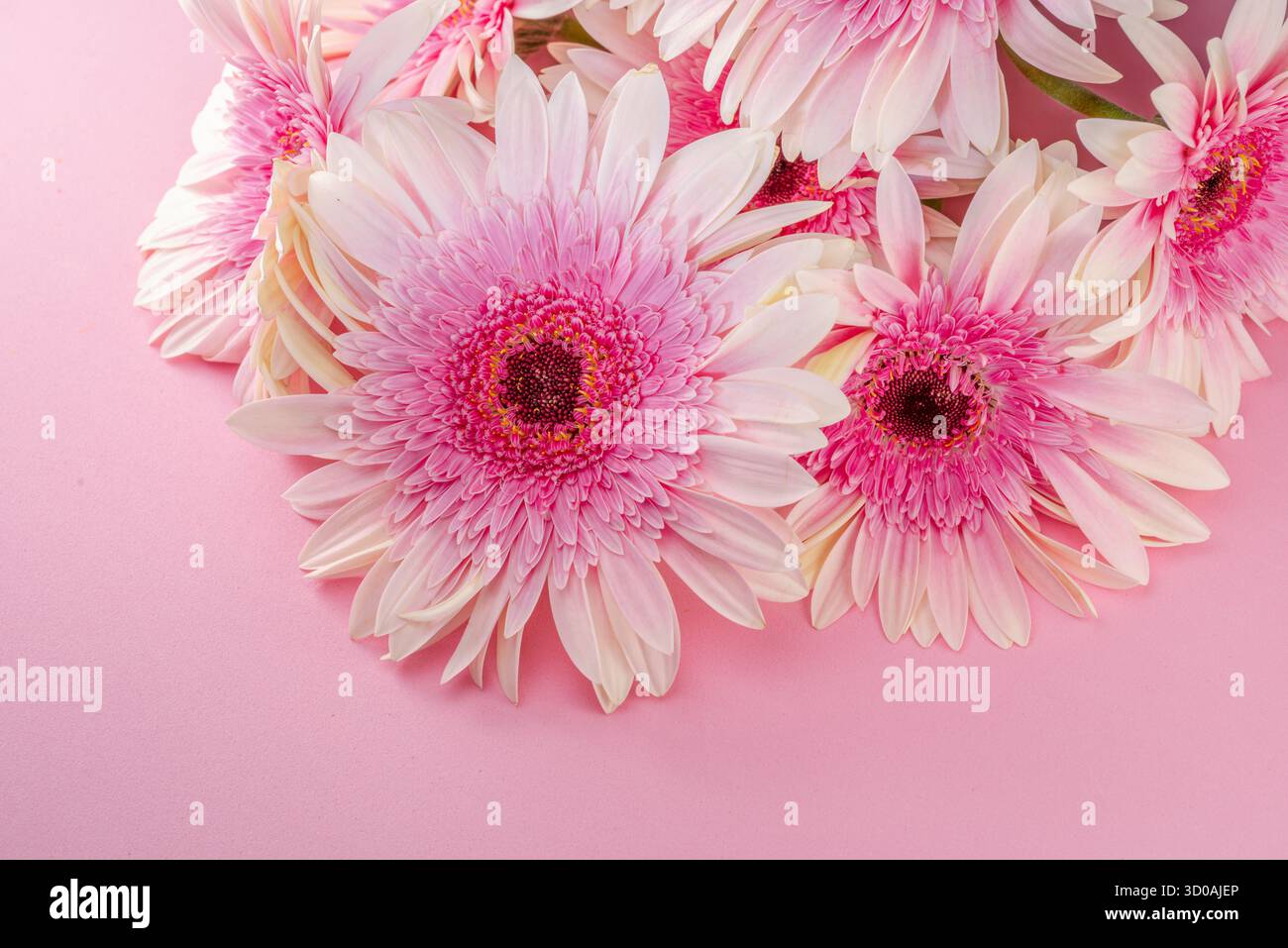 Bouquet de fleurs de gerbera rose sur fond rose. Banque D'Images