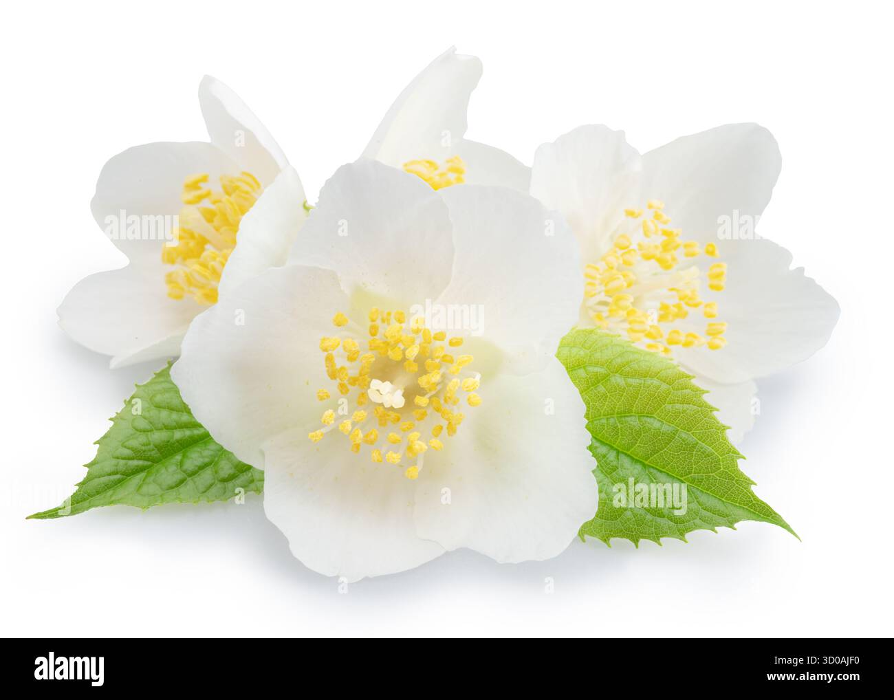 Fleurs de jasmin avec des feuilles vertes sur fond blanc gros plan. Le fichier contient des chemins de détourage. Banque D'Images