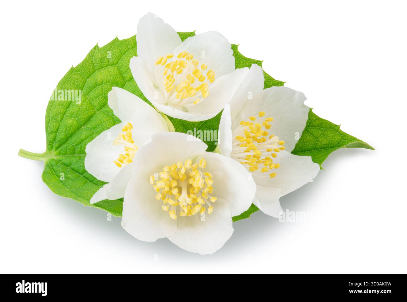 Fleurs de jasmin avec des feuilles vertes sur fond blanc gros plan. Le fichier contient des chemins de détourage. Banque D'Images