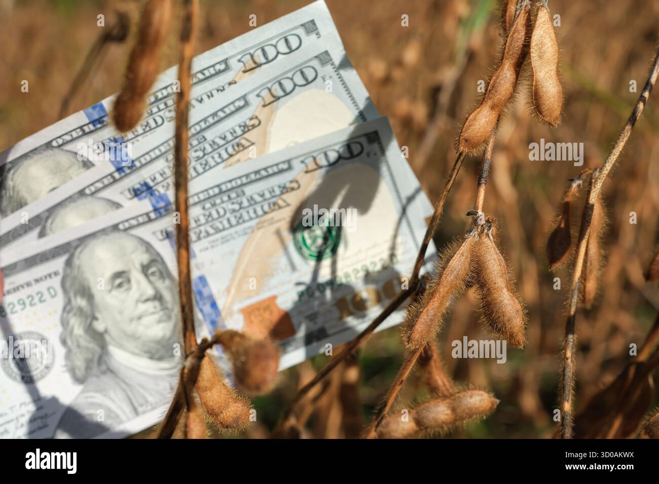 Photo conceptuelle avec des gousses de soja mûres et des dollars américains flous sur fond de champ de soja à l'heure dorée du soir. Banque D'Images
