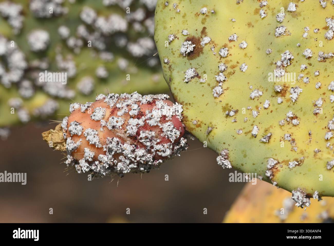 Maladie du cactus Banque de photographies et d'images  haute rsolution -  Alamy