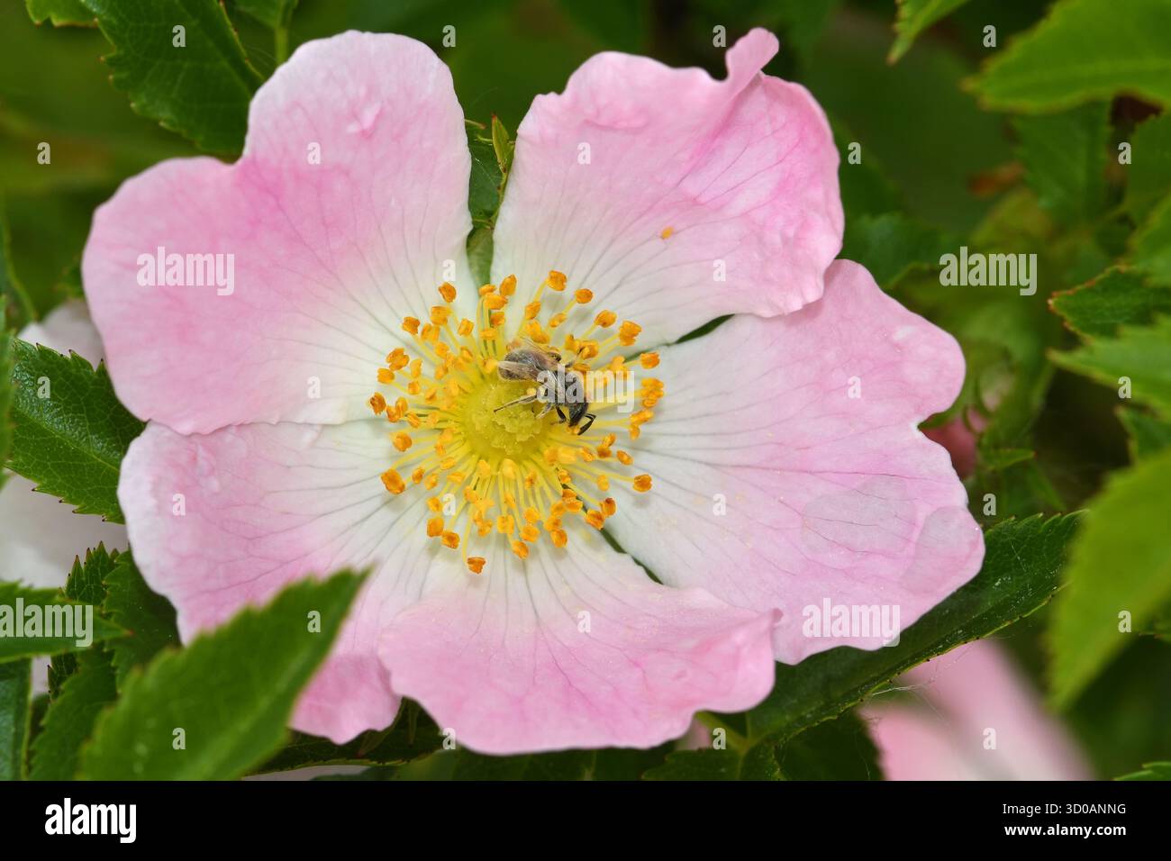 Guêpe sauvage pollinisant la fleur de Rosa canina Banque D'Images