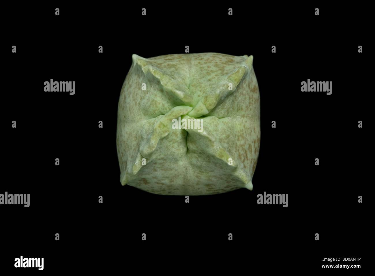 Gros plan, vue de dessus de Whitesloanea crassa cactus plant. Isolé sur fond noir. photo d'image Banque D'Images