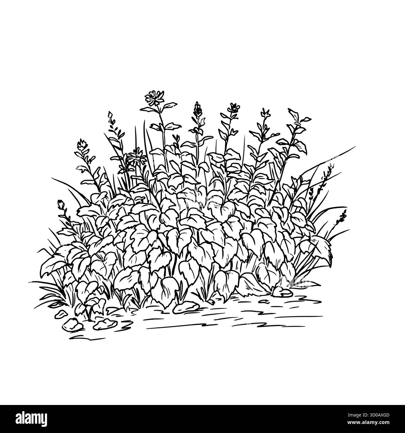 Buisson luxuriant avec du feuillage, croquis. Illustration vectorielle. Fourrés d'herbe et de fleurs sauvages dans le village, isolés sur fond blanc. Pour les cartes postales, in Illustration de Vecteur