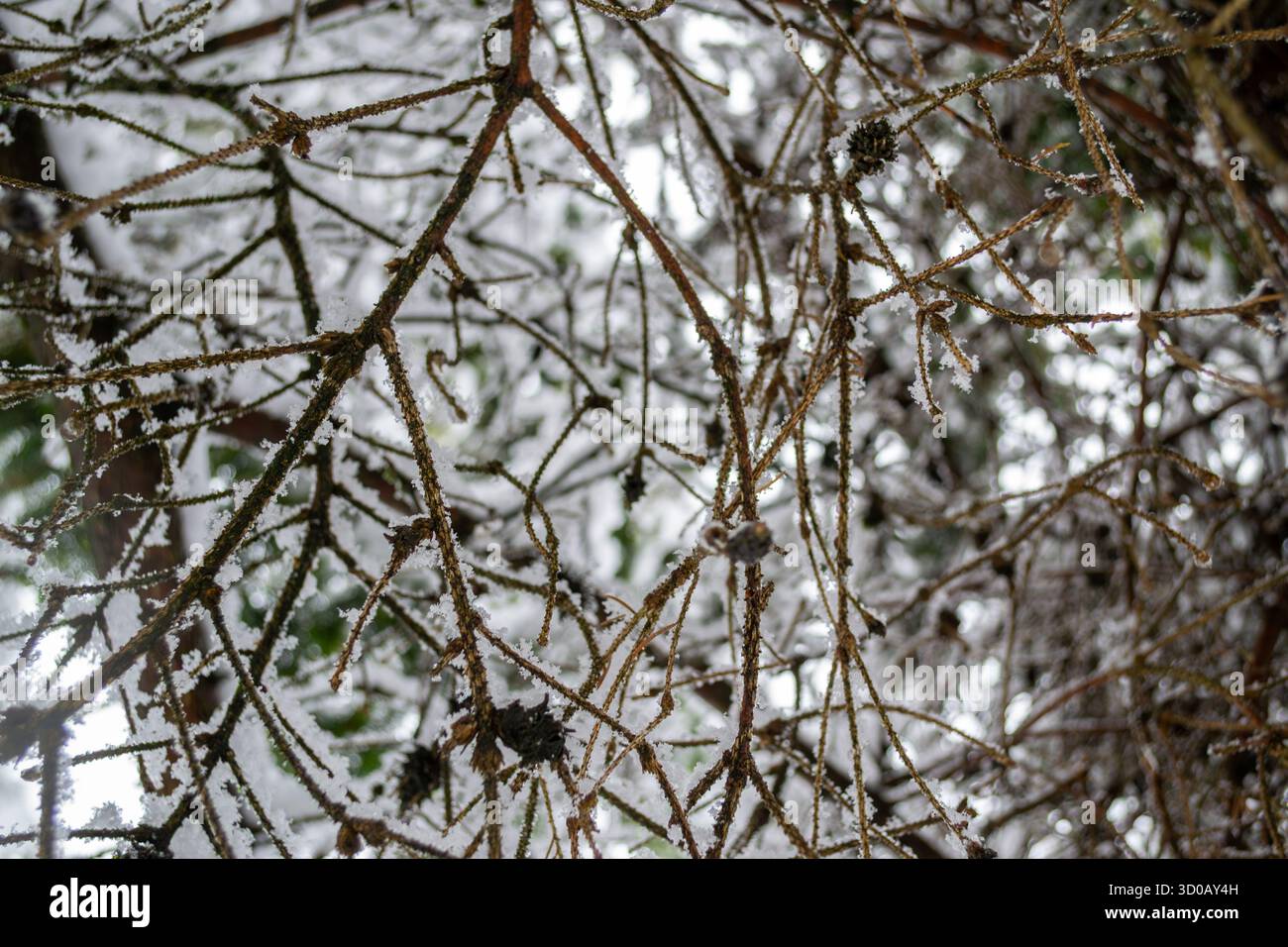 Branches d'arbre gelées couvertes de glace après le gel hivernal Banque D'Images