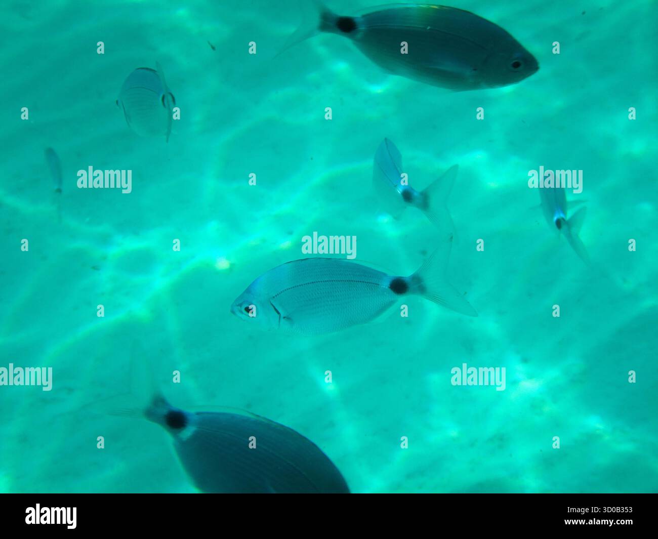 École de petits poissons argentés nageant dans une eau turquoise limpide Banque D'Images