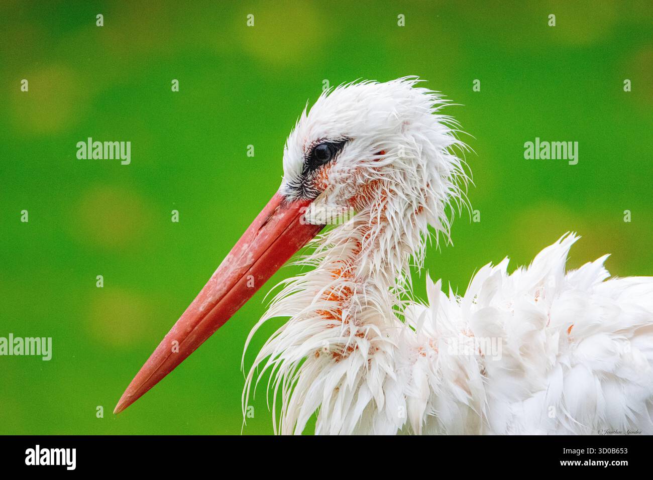 Portrait de cigogne blanche (Ciconia ciconia) avec fond d'herbe verte, photographié en lumière naturelle. Banque D'Images