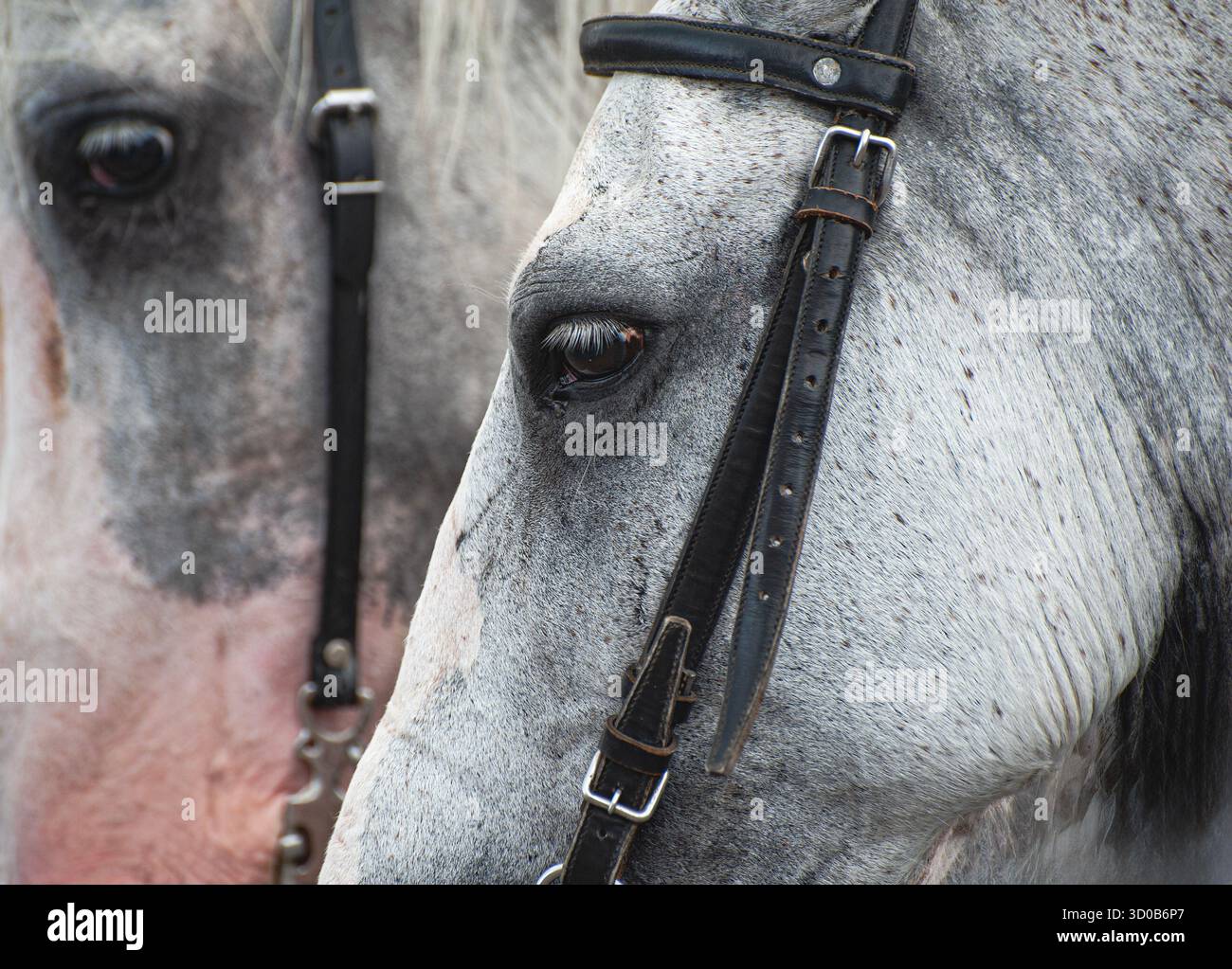 Têtes de deux chevaux battues dans la Gran Tope Nacional à San Jose Costa Rica Banque D'Images