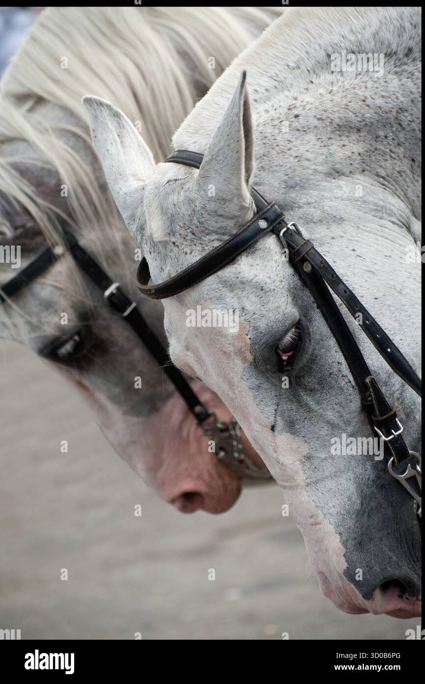 Têtes de deux chevaux battues dans la Gran Tope Nacional à San Jose Costa Rica Banque D'Images