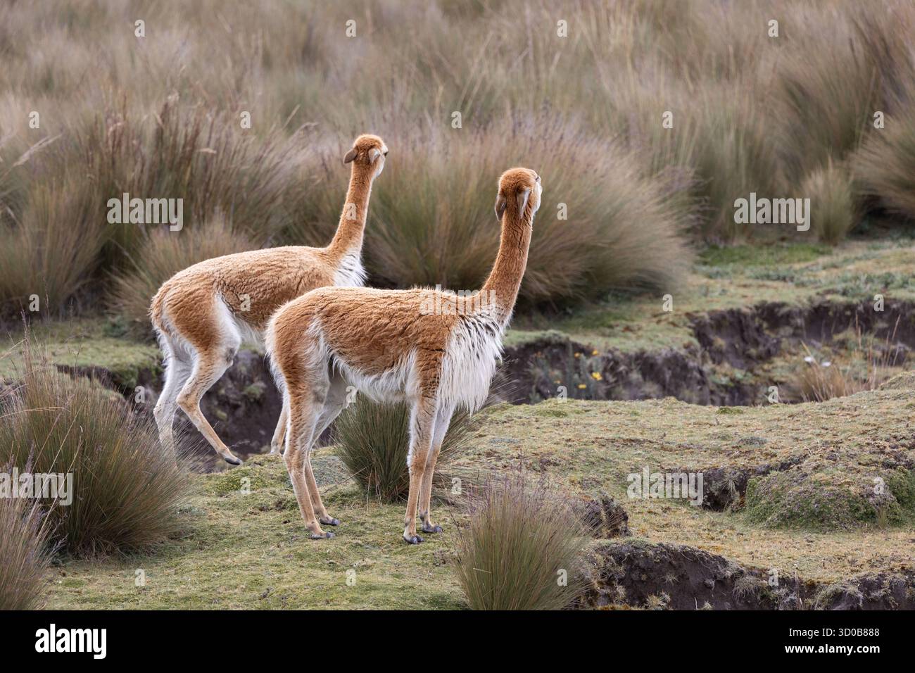 Groupe de vicuñas (Vicugna vicugna) pâturant dans les hautes prairies andines de páramo près du volcan Chimborazo, Équateur Banque D'Images