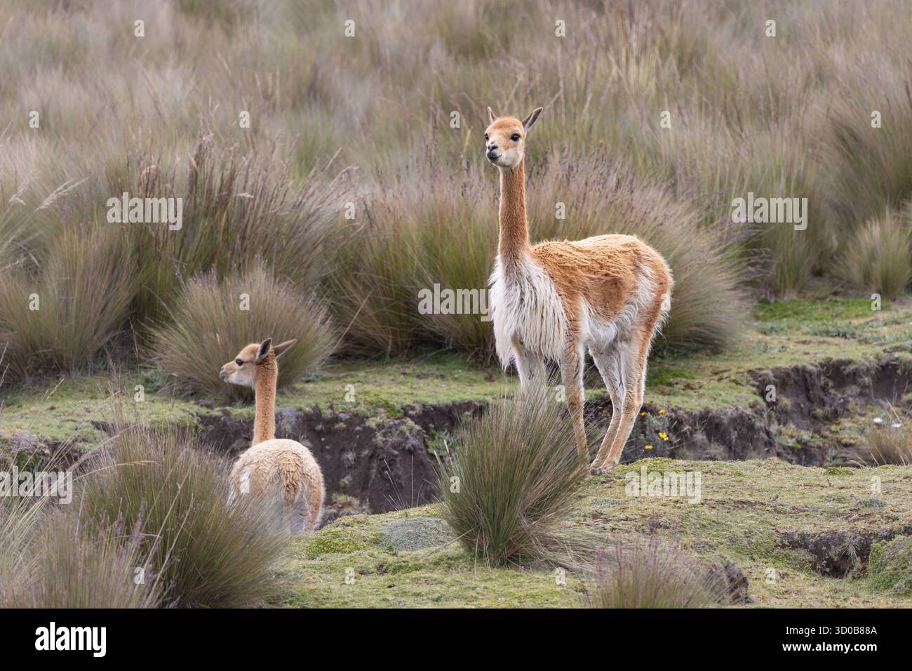 Groupe de vicuñas (Vicugna vicugna) pâturant dans les hautes prairies andines de páramo près du volcan Chimborazo, Équateur Banque D'Images
