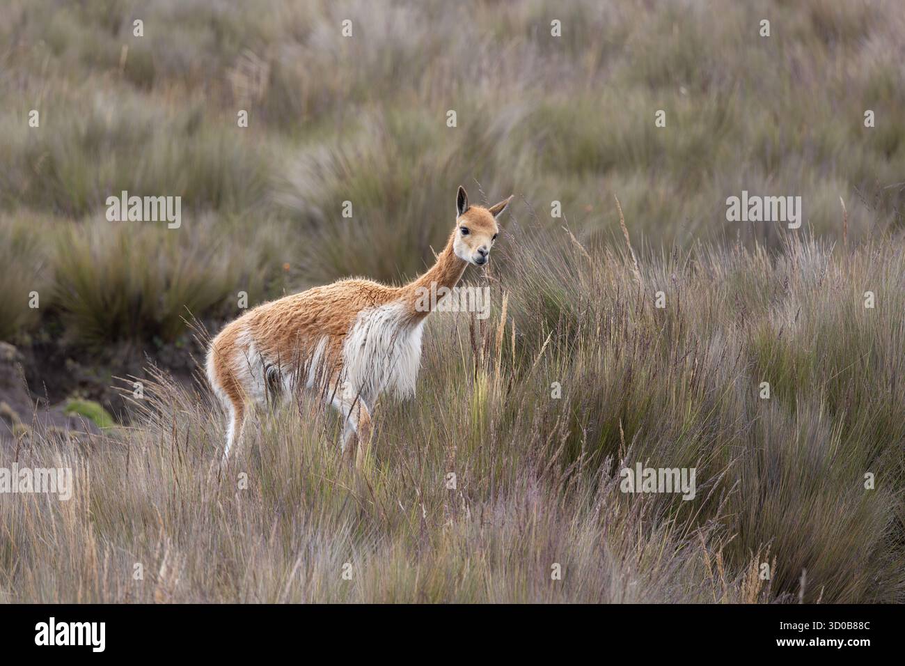 Vicuña (Vicugna vicugna) dans les hautes prairies andines de páramo près du volcan Chimborazo, Équateur Banque D'Images