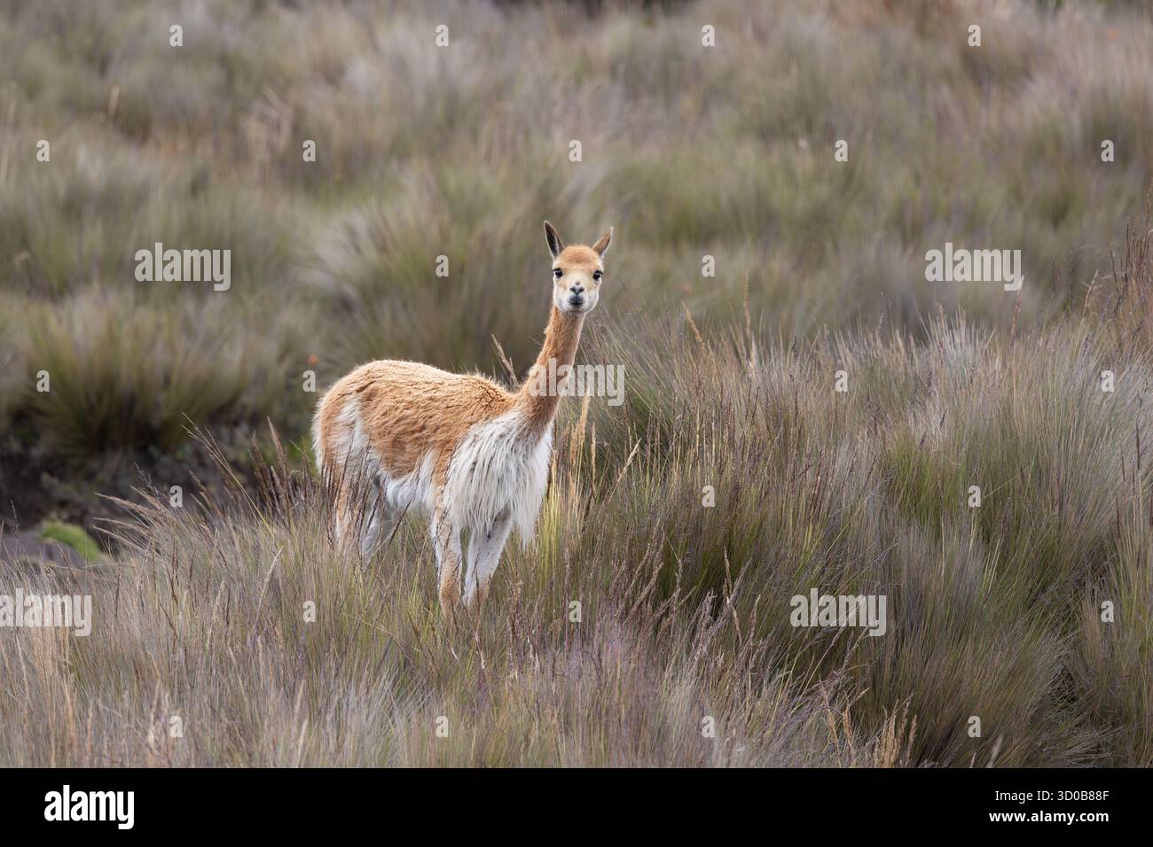 Vicuña (Vicugna vicugna) en état d'alerte dans les hautes prairies andines de páramo près du volcan Chimborazo, Équateur Banque D'Images