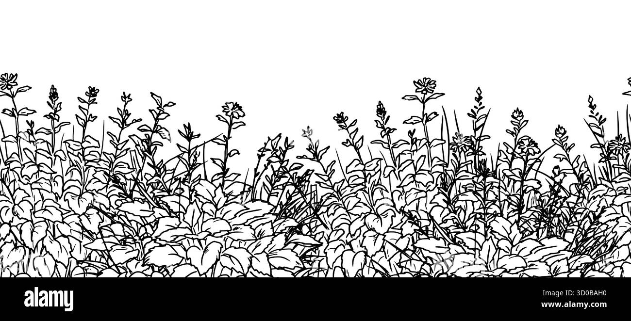 Fourrés d'herbe et haie de branches, de feuilles et de fleurs, croquis. Illustration vectorielle. Buissons de jardin luxuriants, bordure sans couture, isolé sur dos blanc Illustration de Vecteur