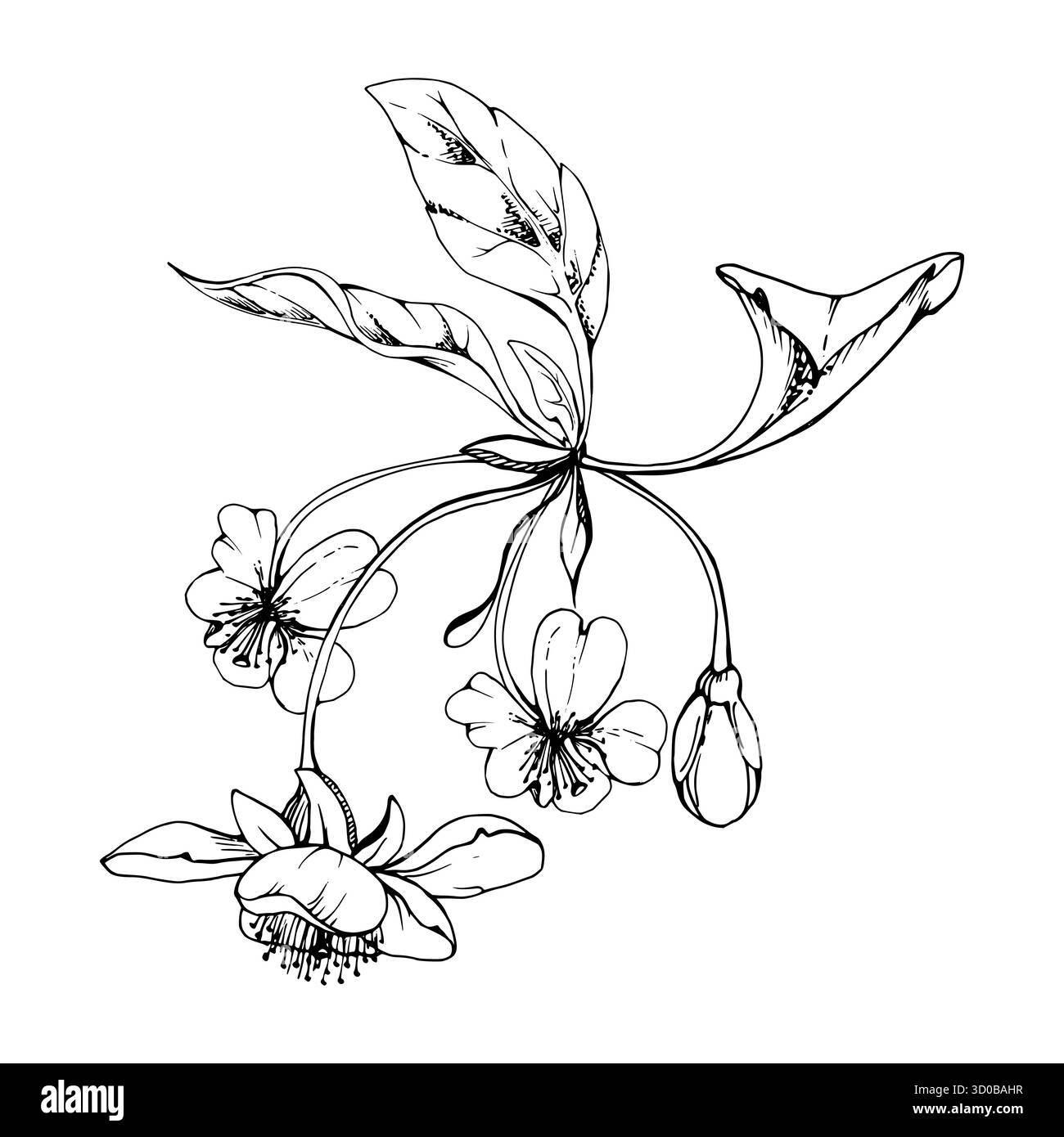 Fleur blanche de sakura cerise et bourgeon sur tiges, feuilles de plantes, encre vectorielle dessinée à la main, illustration botanique de fleurs sauvages. Composition pour boutonnières isolées Illustration de Vecteur