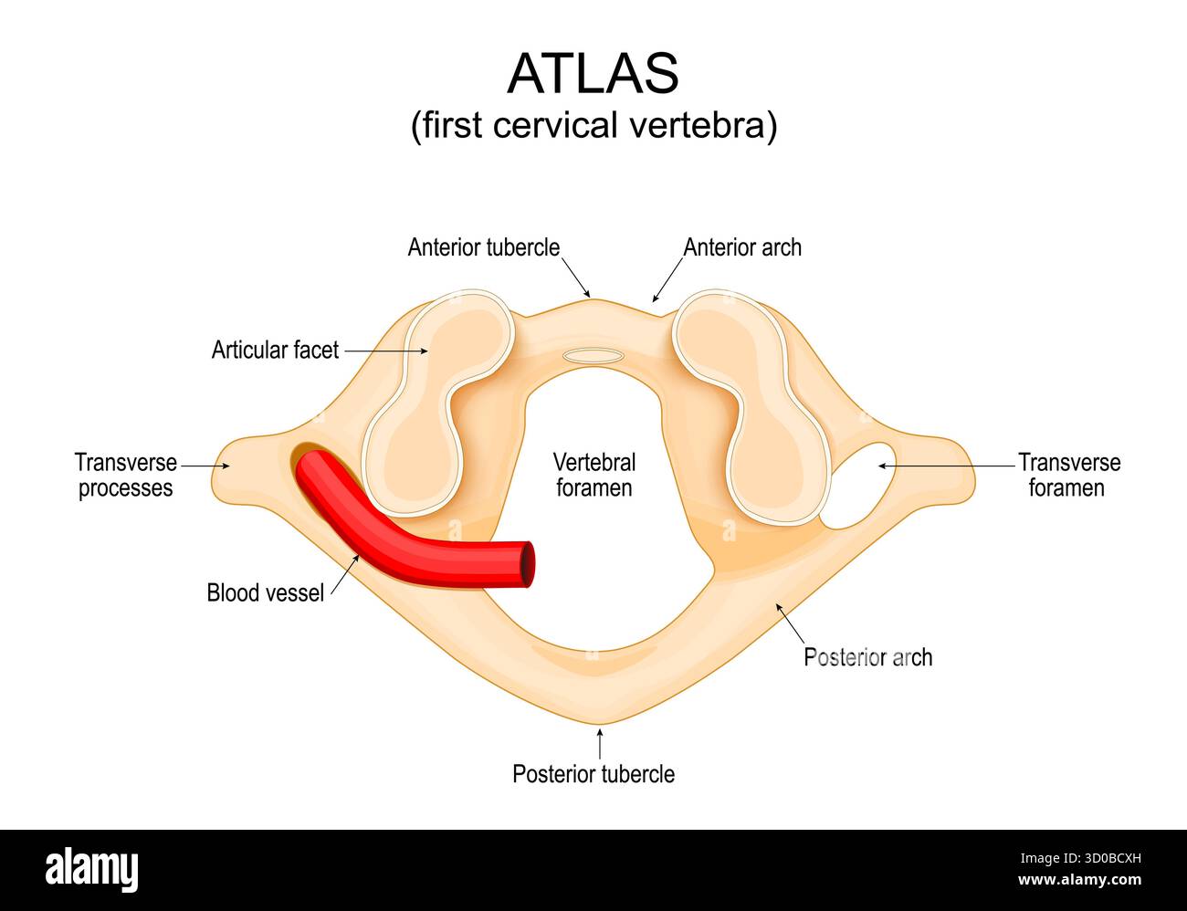 Anatomie de la vertèbre atlas. Première vertèbre cervicale. Anatomie du corps humain. Illustration vectorielle Illustration de Vecteur