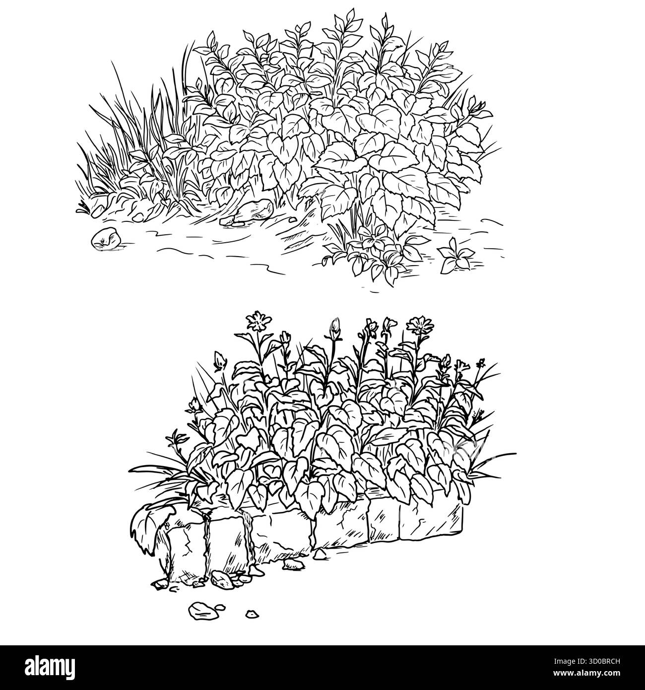 Buisson luxuriant avec du feuillage et une clôture en pierre, croquis. Illustration vectorielle. Ensemble de fourrés d'herbe et de fleurs sauvages dans le parc, mis en évidence sur un BA blanc Illustration de Vecteur