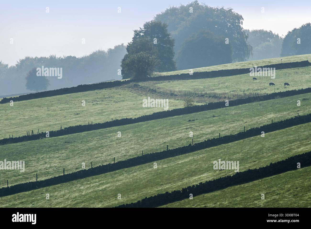 Champs verts avec des murs de pierres sèches en rangées parallèles un matin brumeux à Belper, Derbyshire, Angleterre Banque D'Images