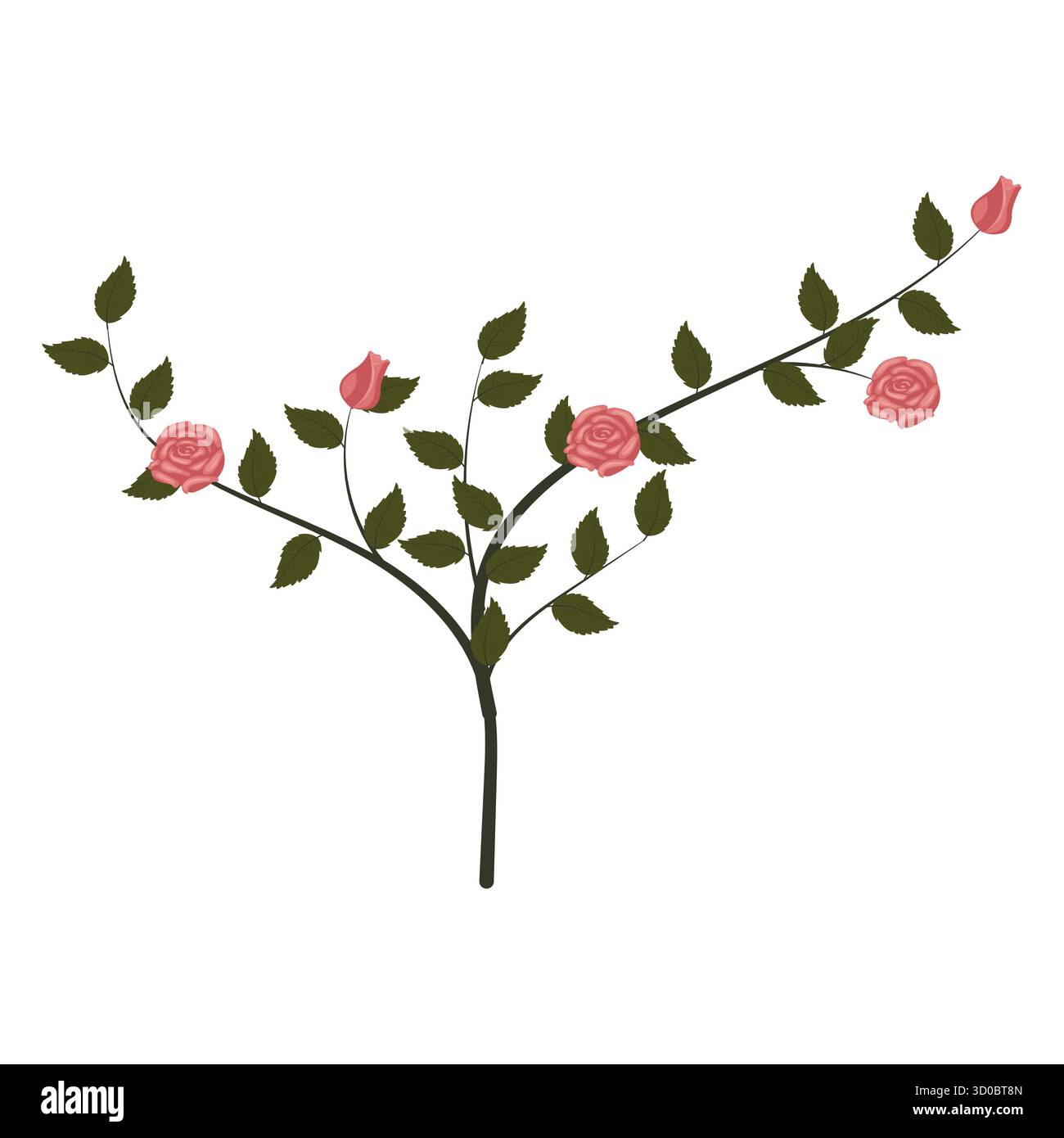 Un petit rosier avec des roses roses roses poussiéreuses en fleurs. Illustration vectorielle sur un fond blanc. Illustration de Vecteur Un petit rosier avec des roses roses roses poussiéreuses en fleurs. Illustration vectorielle sur un fond blanc. Illustration de Vecteur