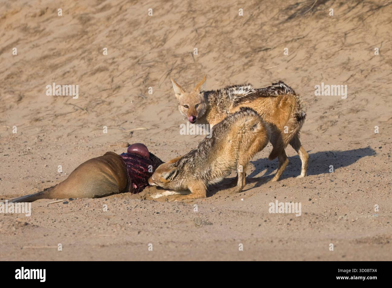 Paire de Jackals à dos noir mangeant un phoque de fourrure du Cap mort à Walvis Bay Namibie Banque D'Images
