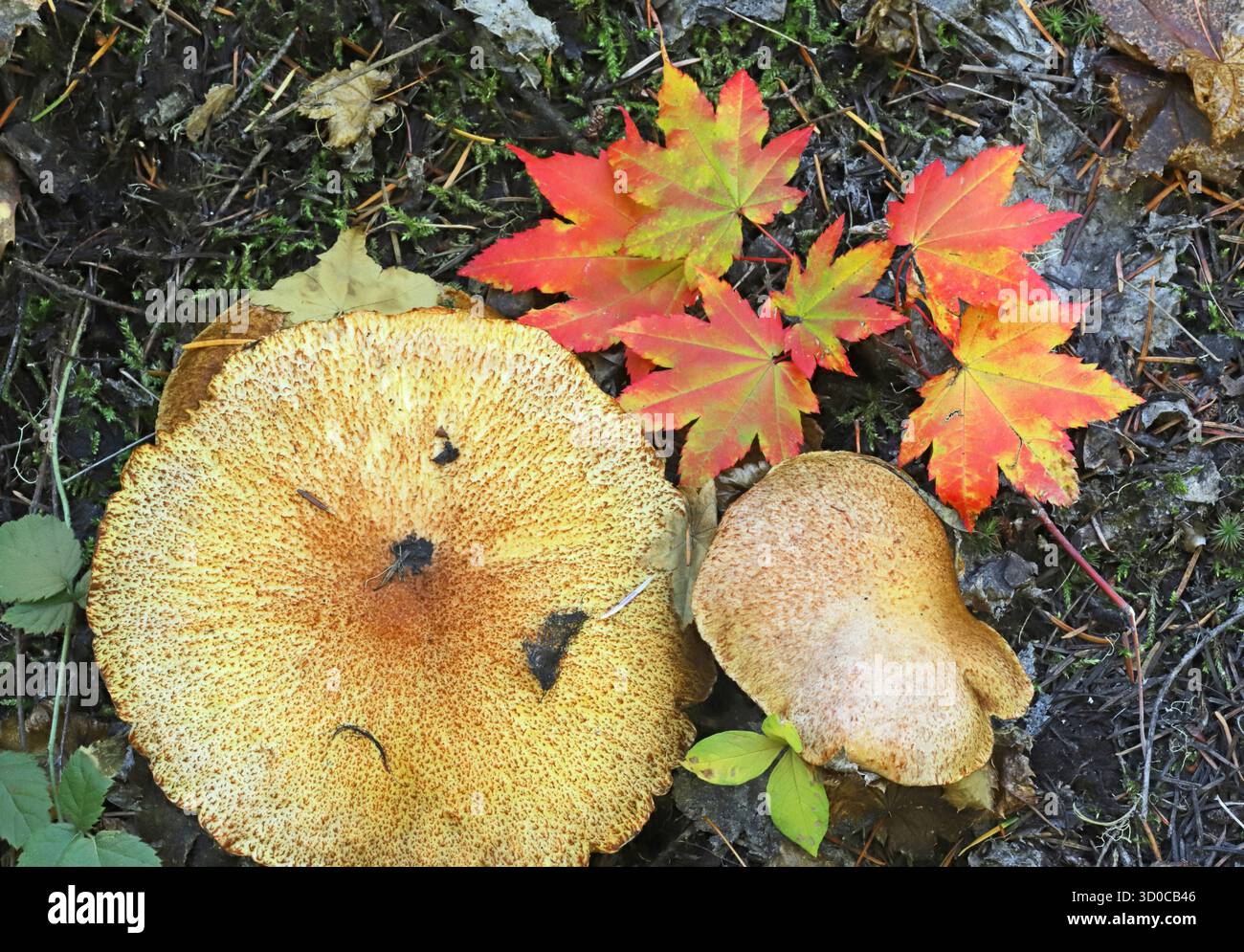 Champignons américains Slippery Jack de la famille Suillus, poussant dans une forêt pluviale tempérée dans les Cascade Mountains de l'Oregon le long de la McKen Banque D'Images