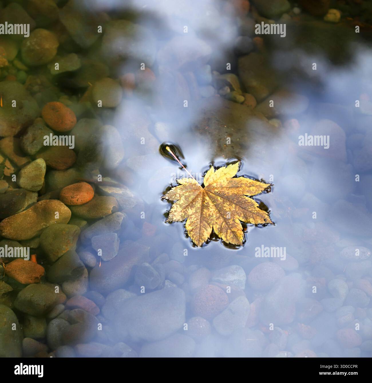 Une feuille d'érable de vigne flottant sur une portion tranquille d'un ruisseau de montagne dans la forêt nationale de Deschutes dans les Cascade Mountains du centre de l'Oregon. Banque D'Images