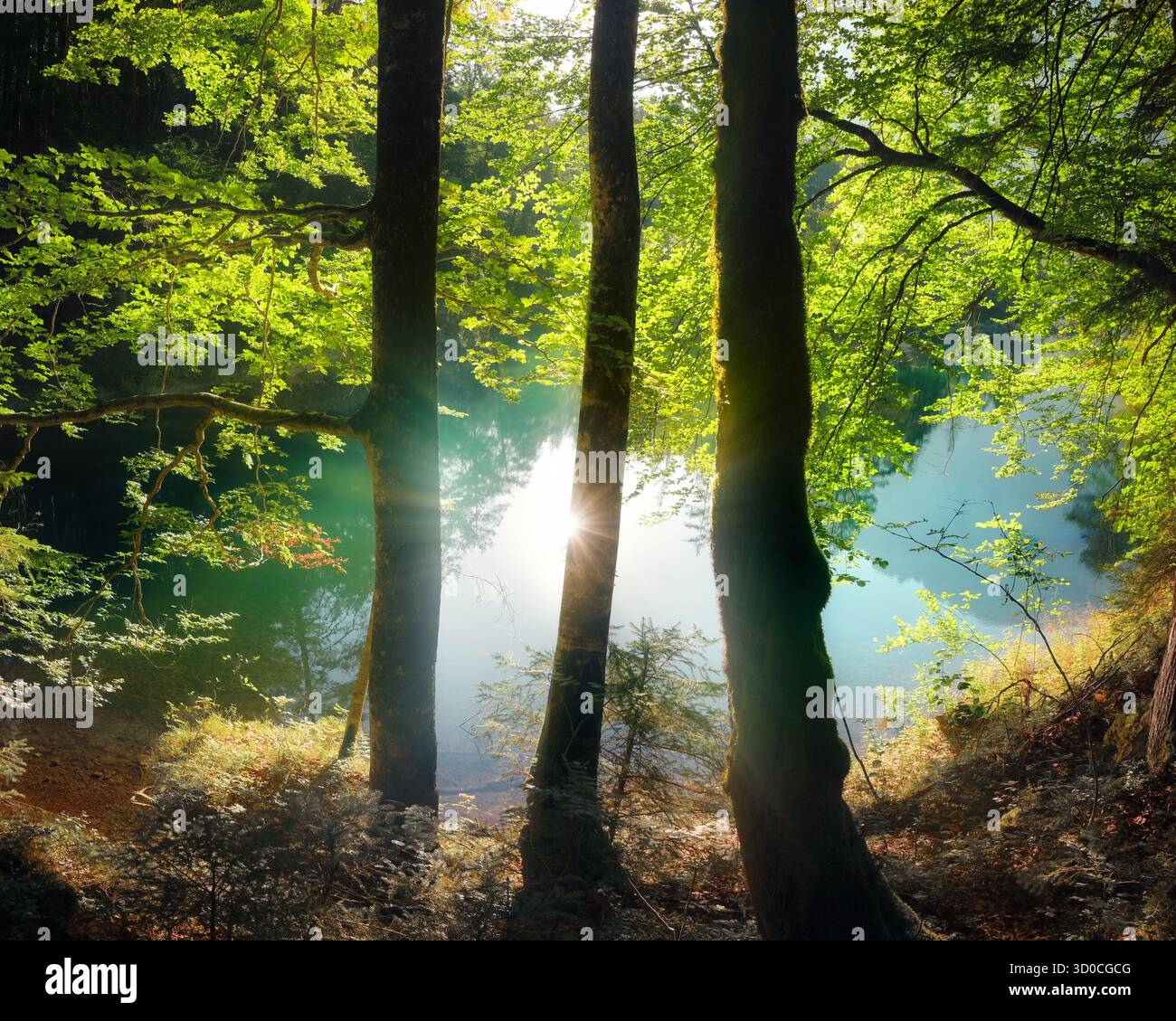 Nature photographiée avec trois arbres verdoyants sur un magnifique lac avec le soleil reflété dans l'eau sarcelle Banque D'Images