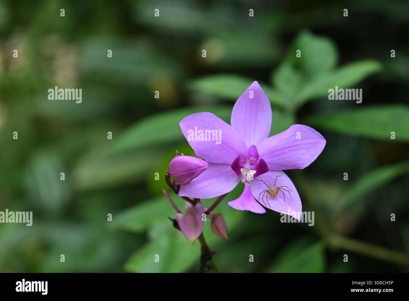 Vue d'une fleur d'orchidée pourpre (Spathoglottis) avec une araignée lynx assise sur un pétale et attendant un insecte pollinisateur Banque D'Images