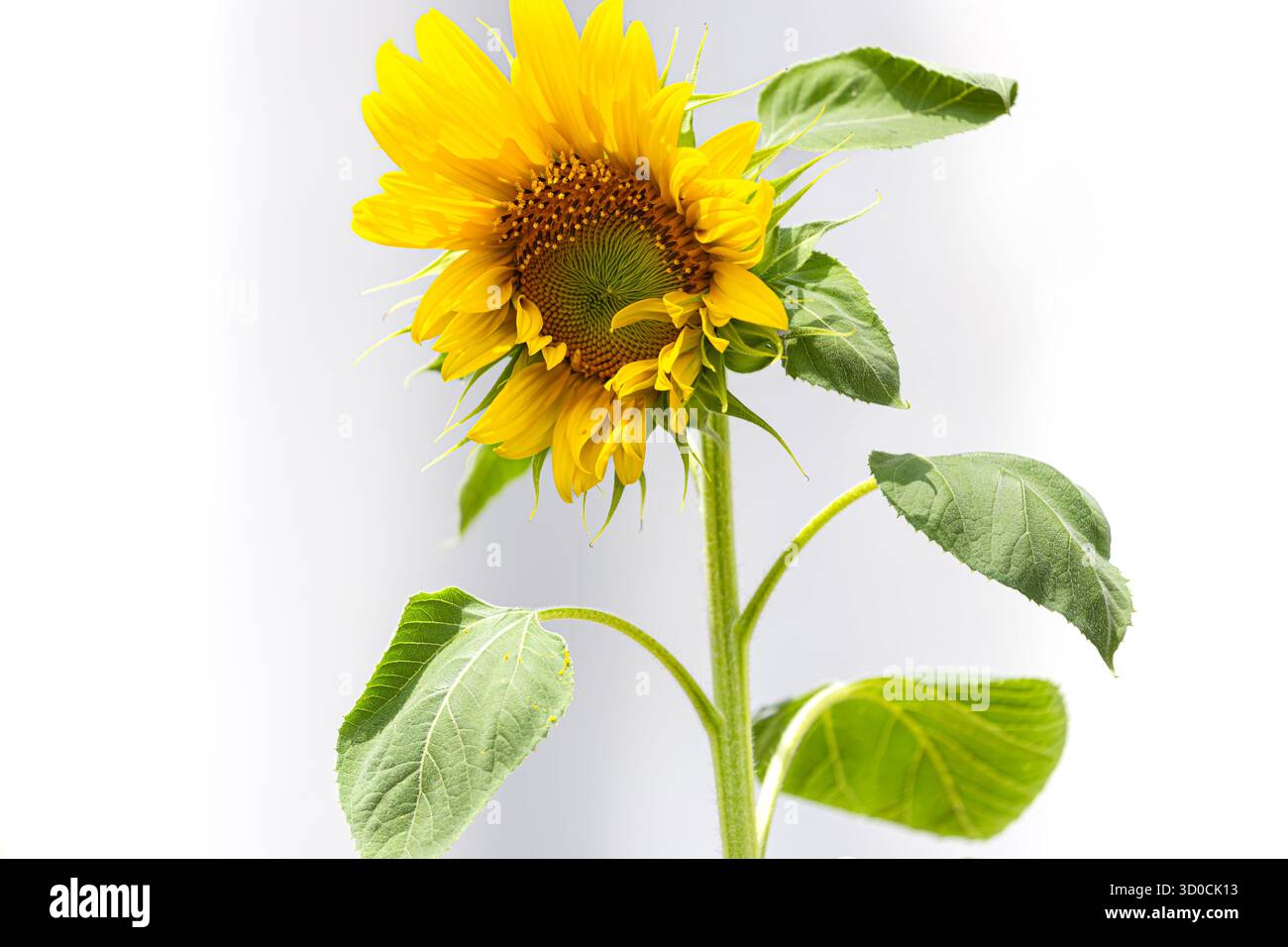 Tournesol sur fond blanc Banque D'Images