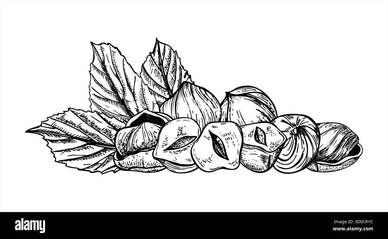 Illustration vectorielle monochrome de tas de noisettes décortiquées avec des feuilles. Dessin de gravure de tas de noisettes. Ingrédient alimentaire pour emballage Illustration de Vecteur