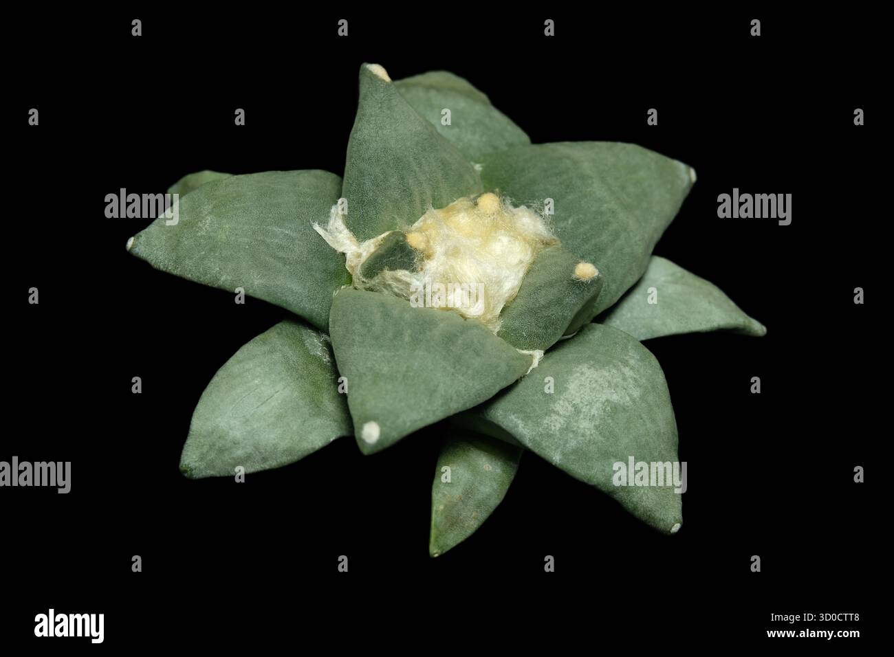 Vue rapprochée de dessus d'Ariocarpus retusus cv. cous hybride de chou-fleur. Isolé sur fond noir. photo d'image Banque D'Images