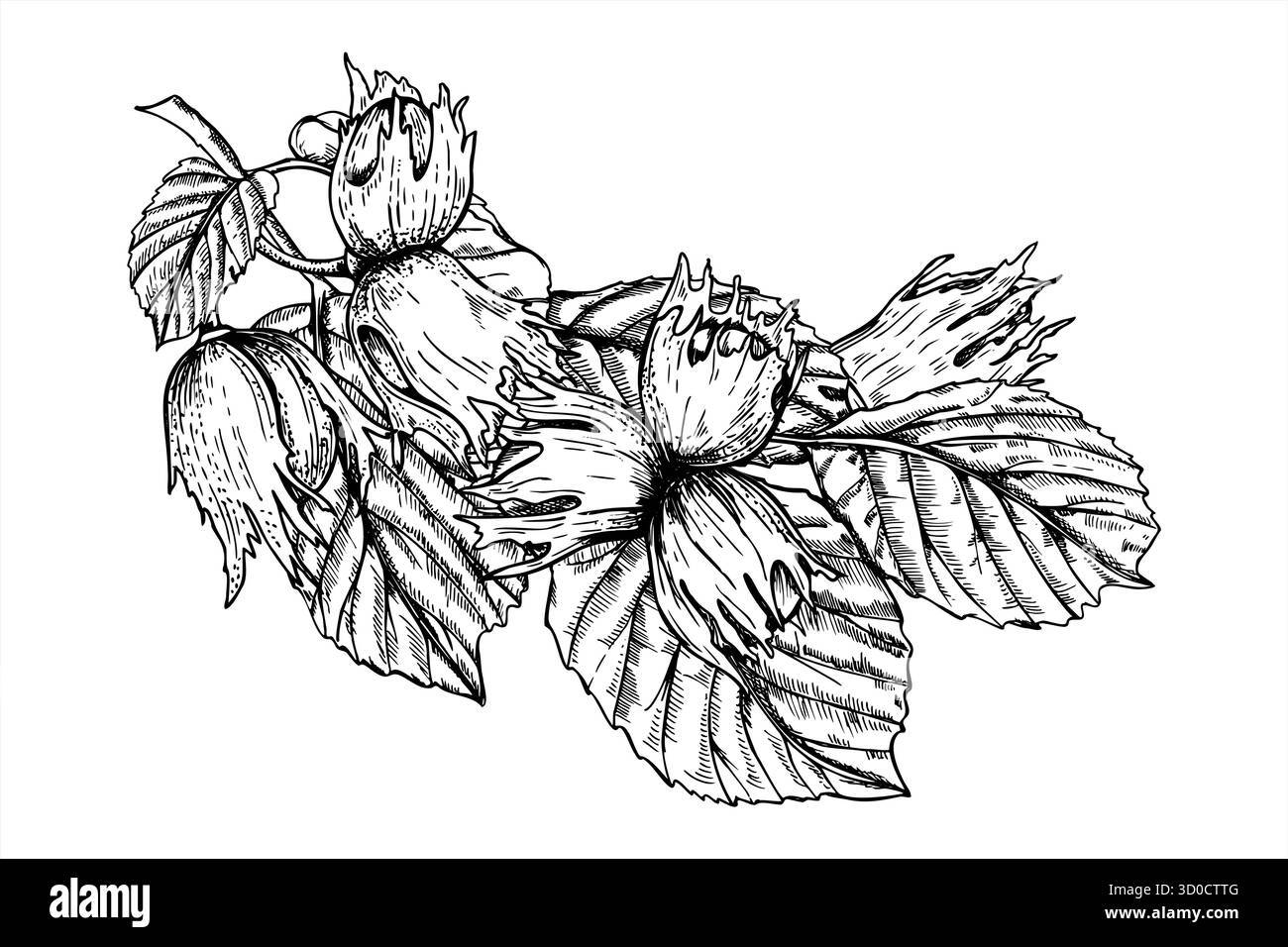 Noisettes immatures sur branche avec feuilles illustration vectorielle monochrome peinte par des encres noires. Dessin par gravure d'écrous de maturation. Branche de plante Illustration de Vecteur