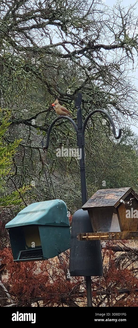 BirdWatch Spot on the Trail to Jacob’s Well avec Female Northern Cardinal Banque D'Images