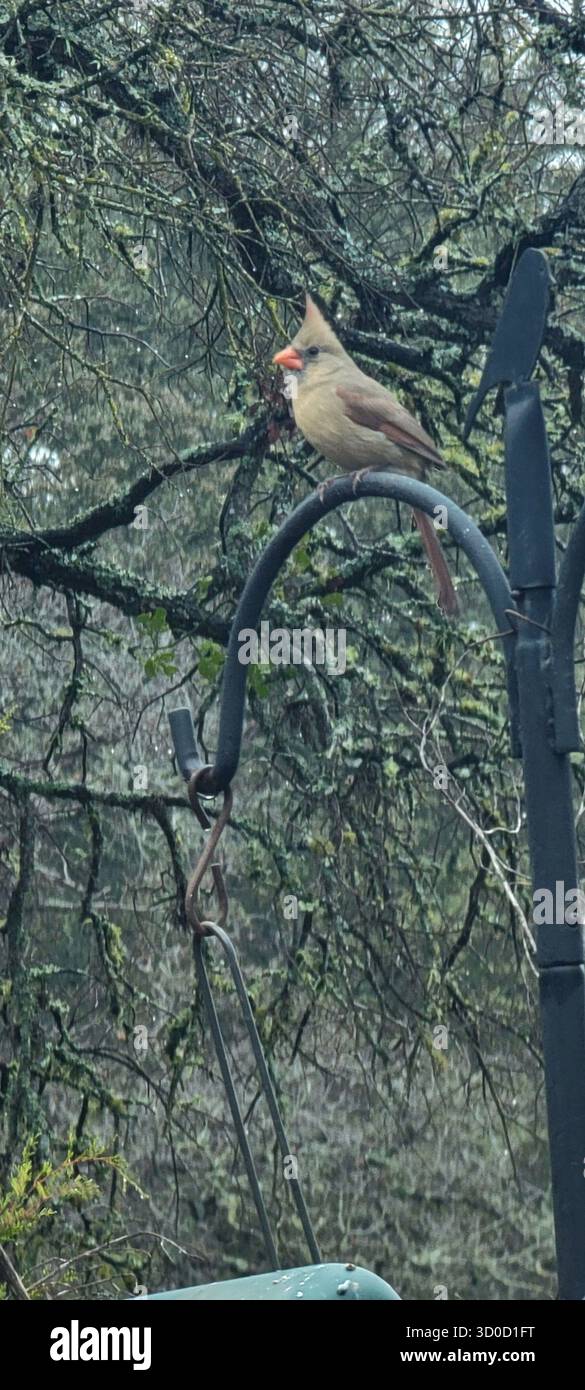 BirdWatch Spot on the Trail to Jacob’s Well avec Female Northern Cardinal Banque D'Images