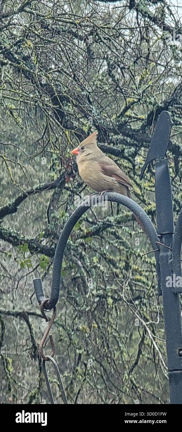 BirdWatch Spot on the Trail to Jacob’s Well avec Female Northern Cardinal Banque D'Images