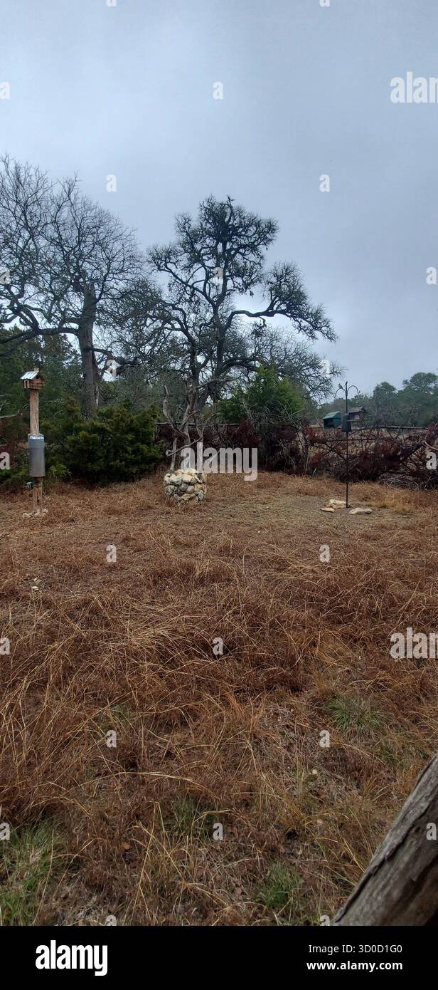 BirdWatch Spot on the Trail to Jacob’s Well avec Female Northern Cardinal, Texas Banque D'Images