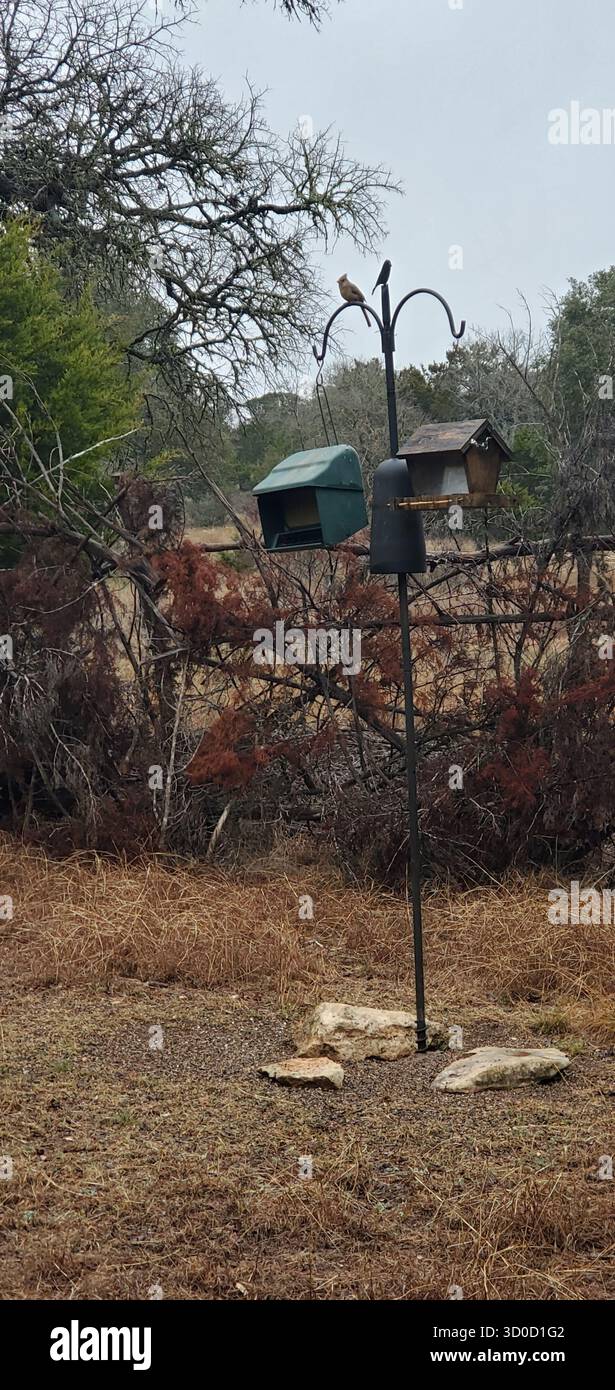 BirdWatch Spot on the Trail to Jacob’s Well avec Female Northern Cardinal, Texas Banque D'Images
