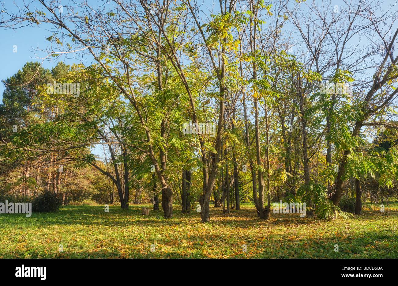 Jardin d'automne sous ciel bleu. Les arbres ont des feuilles jaunes. Banque D'Images