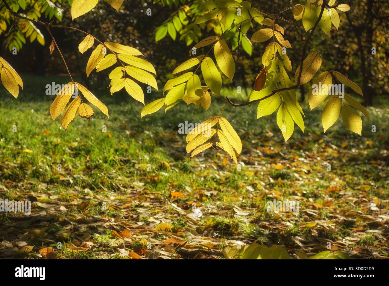 Feuilles jaunes d'automne de noix de Mandshurian (Juglans mandshurica, noix de singe ou tigernut), en contre-jour. Banque D'Images