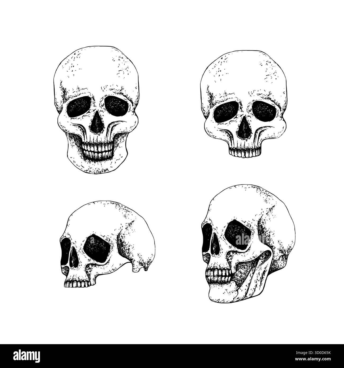 Définir le visage complet et le profil du crâne humain, la partie entière et la moitié. Dessin au trait vectoriel graphique sans arrière-plan. Pour le design gothique, composition d'Halloween, jour Illustration de Vecteur