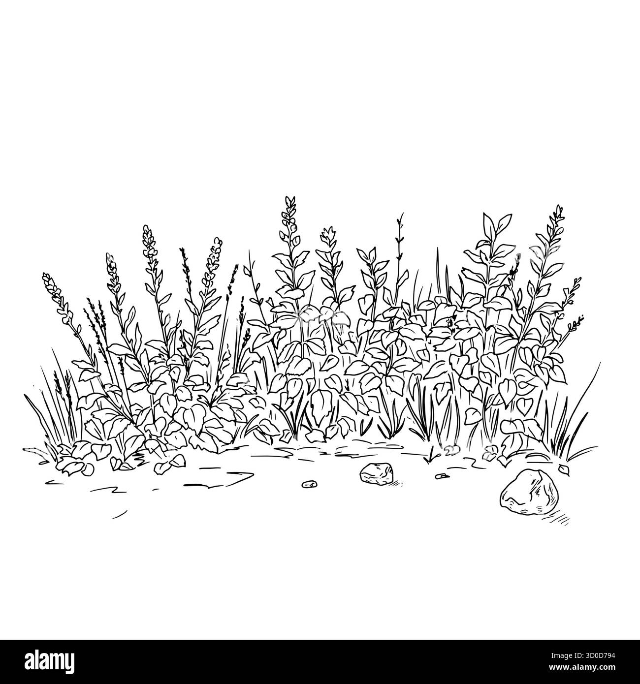 Fourrés d'herbe et haie de branches, de feuilles et de fleurs, croquis. Illustration vectorielle. Buissons de jardin luxuriants, isolés sur fond blanc. Pour Illustration de Vecteur