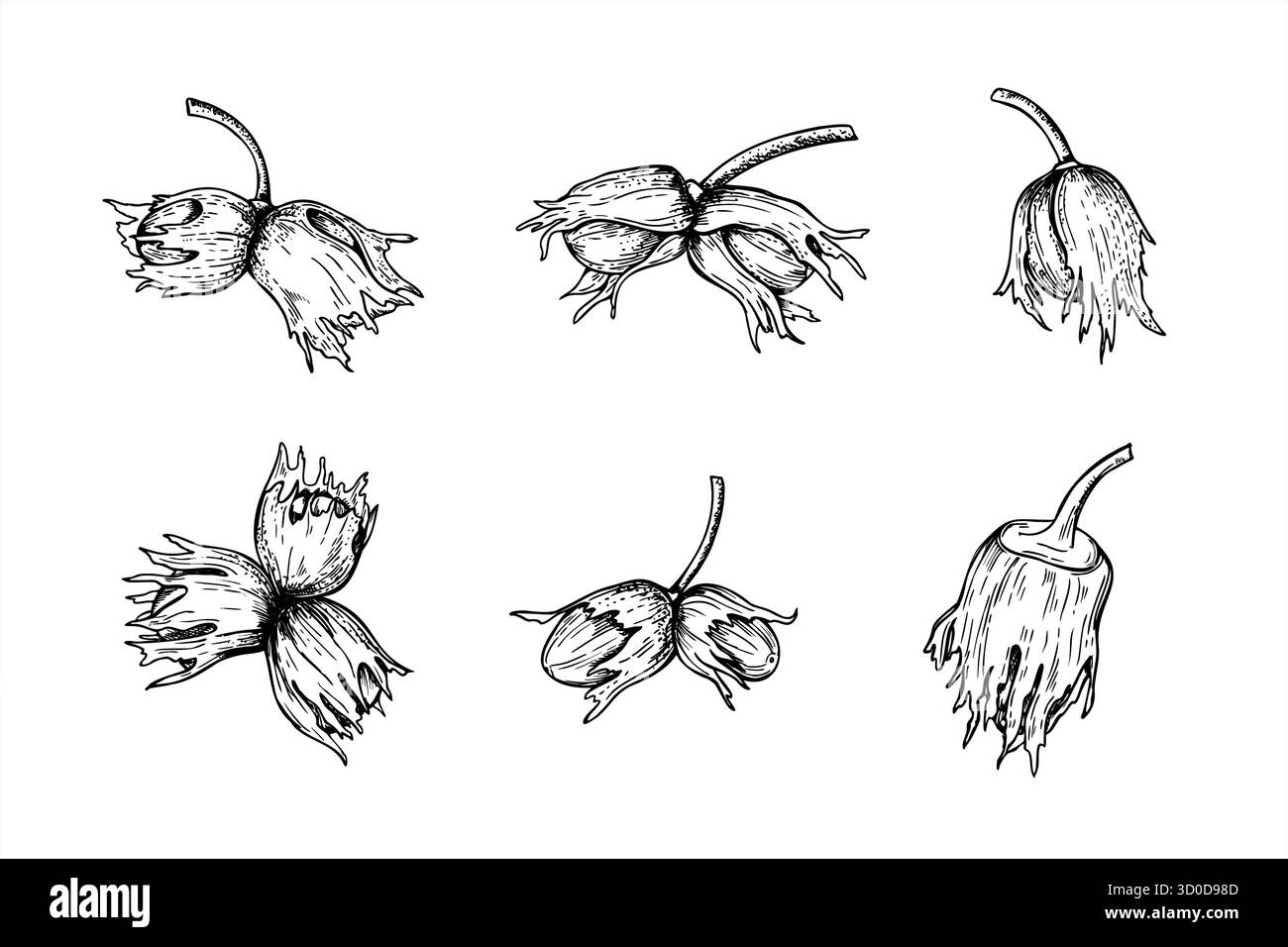 Noisettes immatures sur tige monochrome illustration vectorielle clip art peint par des encres noires. Dessin à la gravure des noix de maturation en coquille. Collation saine Illustration de Vecteur
