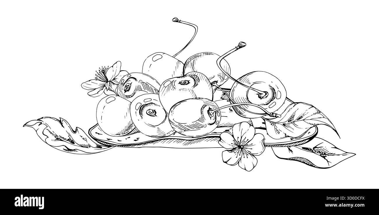 Baies de cerise de ligne aigre douce sur plaque en céramique, encre vectorielle dessinée à la main, cerise mûre, feuilles, fleurs blanches. Illustration de composition isolée Illustration de Vecteur